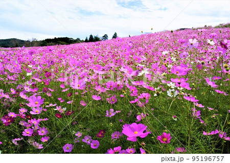 コスモスの上場高原 コスモスの上場高原 95196757