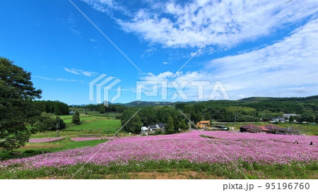 コスモスの上場高原 95196760