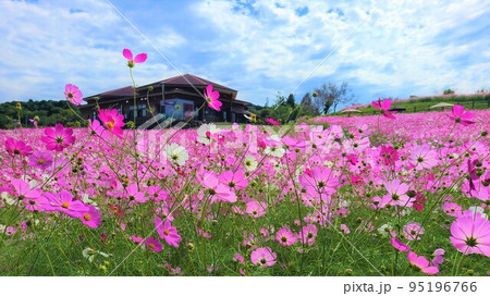 コスモスの上場高原 95196766