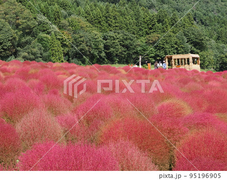 伊賀野の花畑 95196905
