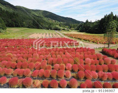 伊賀野の花畑 伊賀野の花畑 95196907