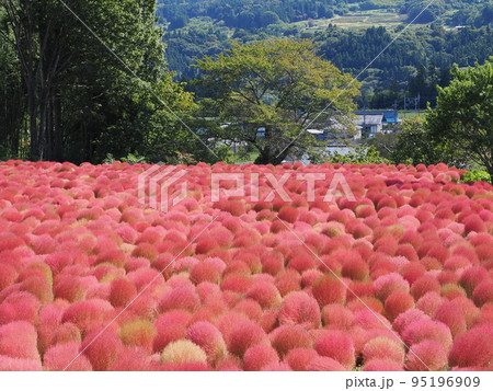 伊賀野の花畑 95196909