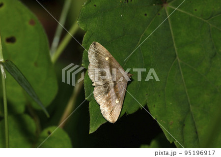 ヒメハナマガリアツバ 95196917
