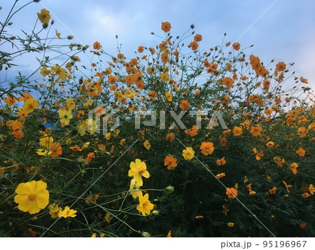 高麗の里の夕暮れ、民家の間の畑に咲く黄色、オレンジ色のキバナコスモスの花 高麗の里の夕暮れ、民家の間の畑に咲く黄色、オレンジ色のキバナコスモスの花 95196967