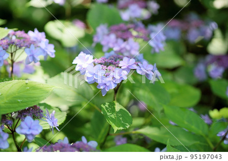 アジサイの花 ロンド アジサイの花 ロンド 95197043