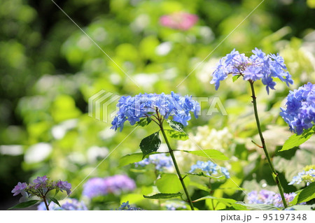 アジサイの花 佳澄 アジサイの花 佳澄 95197348