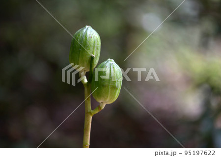 ウバユリの蕾 ウバユリの蕾 95197622