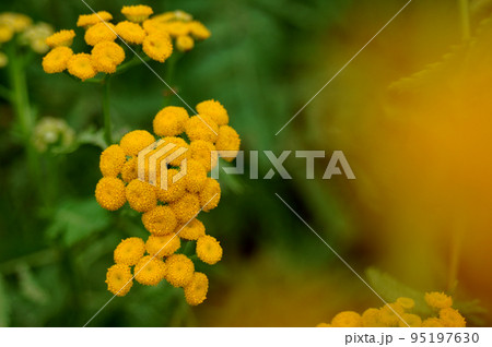 タンジーの花 95197630