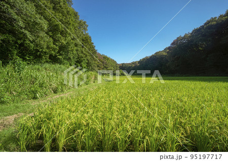 狭山丘陵内にある谷戸でのコメ作り 青空の刈り取り前の岸たんぼ 狭山丘陵内にある谷戸でのコメ作り 青空の刈り取り前の岸たんぼ 95197717