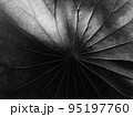 蓮の葉 葉脈の光と影 蓮の葉 葉脈の光と影 95197760