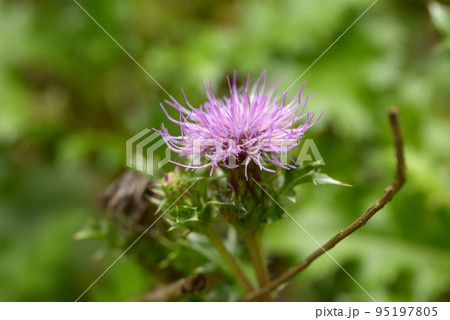 ハマアザミ 95197805