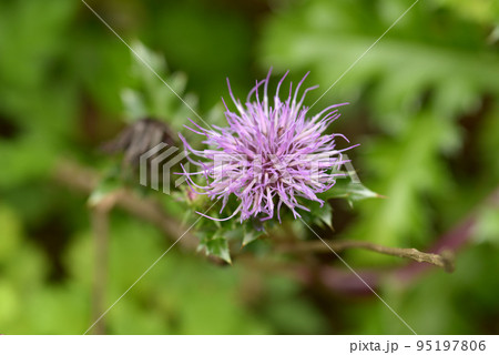 ハマアザミ 95197806