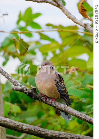 野鳥の楽園「行徳近郊緑地」のキジバト 95197941