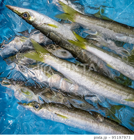 水氷に鮮度最高のカマス 95197973