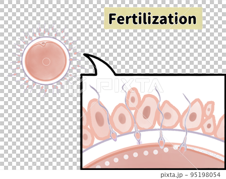 Enlarged view of human fertilization with copy space 95198054