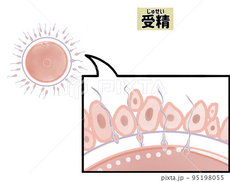 ヒトの受精の拡大図　コピースペースあり 95198055