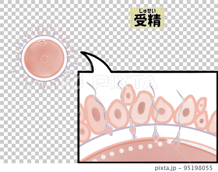 ヒトの受精の拡大図　コピースペースあり 95198055
