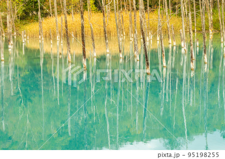 (秋の北海道) 美瑛の青い池 (秋の北海道) 美瑛の青い池 95198255