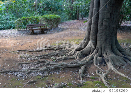 大木のすごい根 95198260