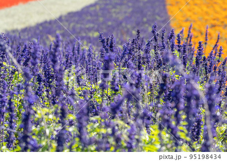 (北海道の花絶景）　四季彩の丘のサルビア 95198434