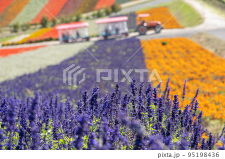 (北海道の花絶景）　四季彩の丘のサルビア 95198436