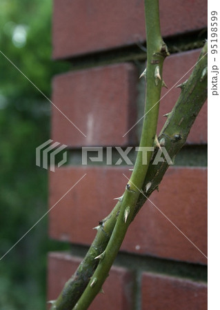 薔薇の茎 95198599