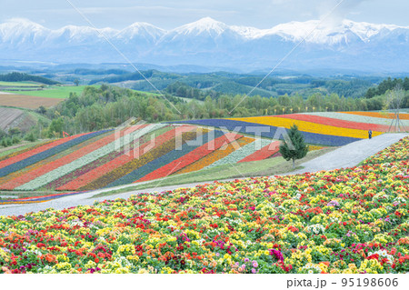 【秋の北海道】　四季彩の丘の花風景 95198606