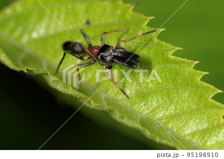 生き物　蜘蛛　ヤガタアリグモ、オスです。大きな二個の前中眼はハエトリグモの特徴、大顎は過剰進化？ 95198910