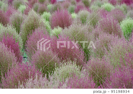 秋の終わりの花壇で赤く色づきはじめたコキア 95198934