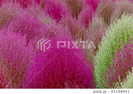 秋の終わりの花壇で赤く色づきはじめたコキア 95198941