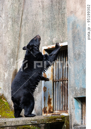 EOSR6.広島市内、考え始めた熊。 95199302