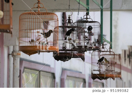 香港の鳥好きが集まる園圃街のバードガーデンで売られる鳥かご。高価なものは十五万円以上(一万香港ドル) 香港の鳥好きが集まる園圃街のバードガーデンで売られる鳥かご。高価なものは十五万円以上(一万香港ドル) 95199382