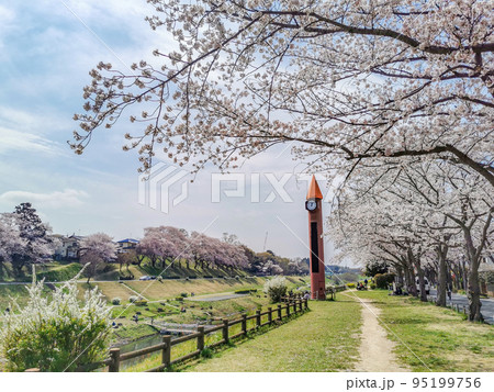 運河水辺公園　満開の桜　花見 95199756