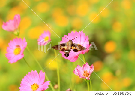 コスモスの花で吸蜜中のホシホウジャク コスモスの花で吸蜜中のホシホウジャク 95199850