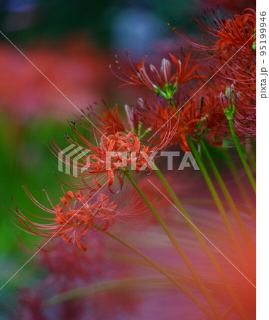 美しい曼珠沙華公園景色 美しい曼珠沙華公園景色 95199946