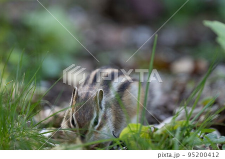 北海道　エゾシマリス　シマリス　リス　　小動物　かわいい 95200412