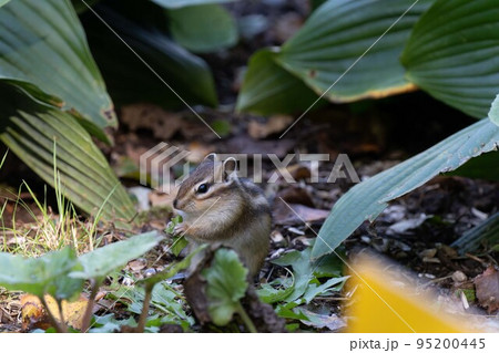 北海道　エゾシマリス　シマリス　リス　　小動物　かわいい 95200445