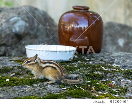 北海道　エゾシマリス　シマリス　リス　　小動物　かわいい 95200464