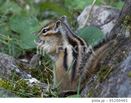 北海道　エゾシマリス　シマリス　リス　　小動物　かわいい 95200465