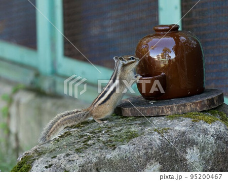 北海道　エゾシマリス　シマリス　リス　　小動物　かわいい 95200467
