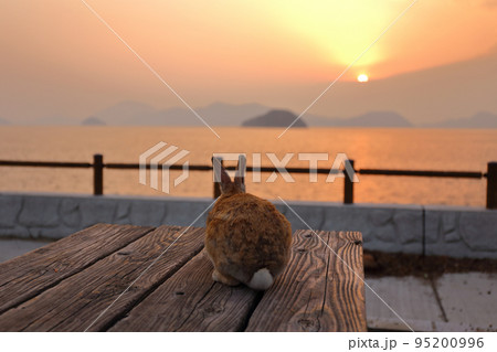 夕日を見つめるうさぎ 95200996