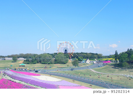 観覧車と芝桜 95202314