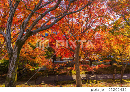 京都東山の秋　紅葉の智積院 95202432