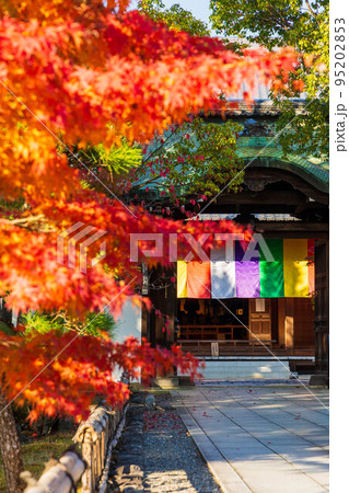京都東山の秋　紅葉の智積院　講堂 95202853