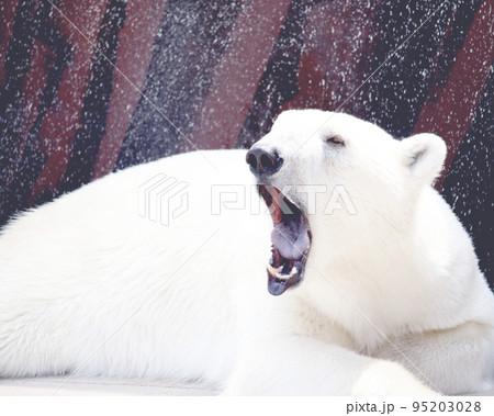 あくびをするシロクマさん 95203028