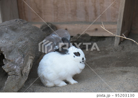 うさぎ うさぎ 95203130