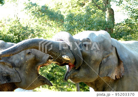 象さんのLOVE 95203370