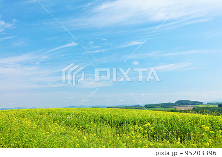 北海道 青空と菜の花畑の風景 北海道 青空と菜の花畑の風景 95203396