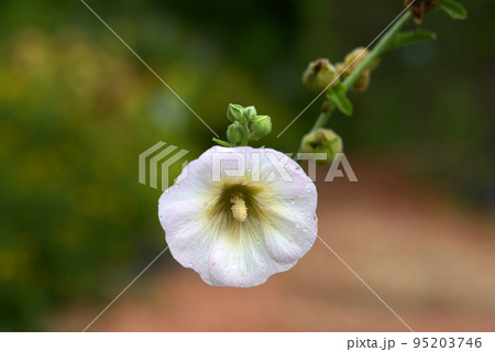 アオイに似た花 アオイに似た花 95203746