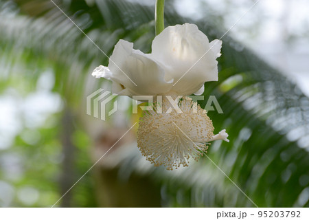 アフリカバオバブの花 アフリカバオバブの花 95203792